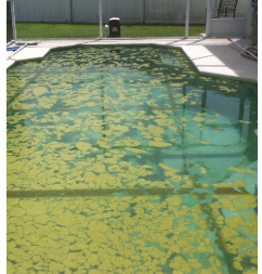 pool water murky green